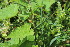  ( - EDNA23-0064645)  @11 [ ] CreativeCommons  Attribution Non-Commercial Share-Alike (2023) Markus Ruhsam Royal botanic Garden Edinburgh