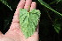  ( - EDNA23-0064645)  @11 [ ] CreativeCommons  Attribution Non-Commercial Share-Alike (2023) Markus Ruhsam Royal botanic Garden Edinburgh