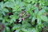  ( - EDNA23-0064647)  @11 [ ] CreativeCommons  Attribution Non-Commercial Share-Alike (2023) Markus Ruhsam Royal botanic Garden Edinburgh