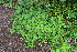  ( - EDNA23-0064647)  @11 [ ] CreativeCommons  Attribution Non-Commercial Share-Alike (2023) Markus Ruhsam Royal botanic Garden Edinburgh