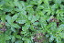  ( - EDNA23-0064647)  @11 [ ] CreativeCommons  Attribution Non-Commercial Share-Alike (2023) Markus Ruhsam Royal botanic Garden Edinburgh