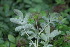  ( - EDNA23-0064647)  @11 [ ] CreativeCommons  Attribution Non-Commercial Share-Alike (2023) Markus Ruhsam Royal botanic Garden Edinburgh