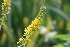  ( - EDNA23-0064952)  @11 [ ] NonCommercial ShareAlike (2023) Markus Ruhsam Royal Botanic Garden Edinburgh