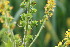  ( - EDNA23-0064952)  @11 [ ] NonCommercial ShareAlike (2023) Markus Ruhsam Royal Botanic Garden Edinburgh