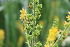  ( - EDNA23-0064952)  @11 [ ] NonCommercial ShareAlike (2023) Markus Ruhsam Royal Botanic Garden Edinburgh