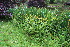  ( - EDNA23-0064952)  @11 [ ] NonCommercial ShareAlike (2023) Markus Ruhsam Royal Botanic Garden Edinburgh