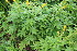  ( - EDNA23-0064952)  @11 [ ] NonCommercial ShareAlike (2023) Markus Ruhsam Royal Botanic Garden Edinburgh