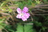  (Geranium versicolor - EDNA23-0064968)  @11 [ ] NonCommercial ShareAlike (2023) Markus Ruhsam Royal Botanic Garden Edinburgh