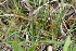  ( - EDNA21-0061139)  @11 [ ] NonCommercial ShareAlike (2023) Markus Ruhsam Royal Botanic Garden Edinburgh