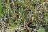 ( - EDNA21-0061139)  @11 [ ] NonCommercial ShareAlike (2023) Markus Ruhsam Royal Botanic Garden Edinburgh
