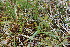  ( - EDNA21-0061139)  @11 [ ] NonCommercial ShareAlike (2023) Markus Ruhsam Royal Botanic Garden Edinburgh