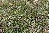  ( - EDNA21-0061139)  @11 [ ] NonCommercial ShareAlike (2023) Markus Ruhsam Royal Botanic Garden Edinburgh