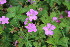 ( - EDNA23-0064969)  @11 [ ] NonCommercial ShareAlike (2023) Markus Ruhsam Royal Botanic Garden Edinburgh