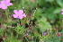  ( - EDNA23-0064969)  @11 [ ] NonCommercial ShareAlike (2023) Markus Ruhsam Royal Botanic Garden Edinburgh