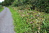  ( - EDNA23-0064969)  @11 [ ] NonCommercial ShareAlike (2023) Markus Ruhsam Royal Botanic Garden Edinburgh