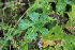  ( - EDNA23-0064969)  @11 [ ] NonCommercial ShareAlike (2023) Markus Ruhsam Royal Botanic Garden Edinburgh