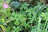  ( - EDNA23-0064969)  @11 [ ] NonCommercial ShareAlike (2023) Markus Ruhsam Royal Botanic Garden Edinburgh