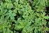  ( - EDNA23-0064969)  @11 [ ] NonCommercial ShareAlike (2023) Markus Ruhsam Royal Botanic Garden Edinburgh