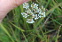  ( - EDNA23-0064970)  @11 [ ] NonCommercial ShareAlike (2023) Markus Ruhsam Royal Botanic Garden Edinburgh