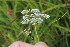  ( - EDNA23-0064970)  @11 [ ] NonCommercial ShareAlike (2023) Markus Ruhsam Royal Botanic Garden Edinburgh
