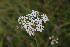  ( - EDNA23-0064970)  @11 [ ] NonCommercial ShareAlike (2023) Markus Ruhsam Royal Botanic Garden Edinburgh