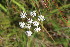  ( - EDNA23-0064970)  @11 [ ] NonCommercial ShareAlike (2023) Markus Ruhsam Royal Botanic Garden Edinburgh