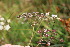  ( - EDNA23-0064970)  @11 [ ] NonCommercial ShareAlike (2023) Markus Ruhsam Royal Botanic Garden Edinburgh