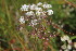  ( - EDNA23-0064970)  @11 [ ] NonCommercial ShareAlike (2023) Markus Ruhsam Royal Botanic Garden Edinburgh