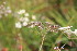  ( - EDNA23-0064970)  @11 [ ] NonCommercial ShareAlike (2023) Markus Ruhsam Royal Botanic Garden Edinburgh