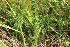 ( - EDNA23-0064970)  @11 [ ] NonCommercial ShareAlike (2023) Markus Ruhsam Royal Botanic Garden Edinburgh