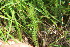  ( - EDNA23-0064970)  @11 [ ] NonCommercial ShareAlike (2023) Markus Ruhsam Royal Botanic Garden Edinburgh