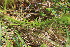 ( - EDNA23-0064970)  @11 [ ] NonCommercial ShareAlike (2023) Markus Ruhsam Royal Botanic Garden Edinburgh