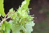  ( - EDNA23-0064988)  @11 [ ] NonCommercial ShareAlike (2023) Markus Ruhsam Royal Botanic Garden Edinburgh
