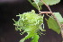  ( - EDNA23-0064988)  @11 [ ] NonCommercial ShareAlike (2023) Markus Ruhsam Royal Botanic Garden Edinburgh