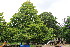  ( - EDNA23-0064988)  @11 [ ] NonCommercial ShareAlike (2023) Markus Ruhsam Royal Botanic Garden Edinburgh
