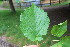  ( - EDNA23-0064988)  @11 [ ] NonCommercial ShareAlike (2023) Markus Ruhsam Royal Botanic Garden Edinburgh