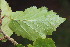  ( - EDNA23-0064988)  @11 [ ] NonCommercial ShareAlike (2023) Markus Ruhsam Royal Botanic Garden Edinburgh