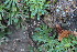  ( - EDNA24-0065359)  @11 [ ] CreativeCommons Attribution NonCommercial ShareAlike (2024) Markus Ruhsam Royal Botanic Garden, Edinburgh