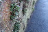  ( - EDNA24-0065359)  @11 [ ] CreativeCommons Attribution NonCommercial ShareAlike (2024) Markus Ruhsam Royal Botanic Garden, Edinburgh