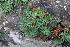  ( - EDNA24-0065359)  @11 [ ] CreativeCommons Attribution NonCommercial ShareAlike (2024) Markus Ruhsam Royal Botanic Garden, Edinburgh