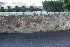  ( - EDNA24-0065359)  @11 [ ] CreativeCommons Attribution NonCommercial ShareAlike (2024) Markus Ruhsam Royal Botanic Garden, Edinburgh