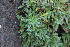  ( - EDNA24-0065359)  @11 [ ] CreativeCommons Attribution NonCommercial ShareAlike (2024) Markus Ruhsam Royal Botanic Garden, Edinburgh