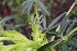  ( - EDNA24-0065360)  @11 [ ] CreativeCommons Attribution NonCommercial ShareAlike (2024) Markus Ruhsam Royal Botanic Garden, Edinburgh