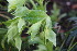  ( - EDNA24-0065360)  @11 [ ] CreativeCommons Attribution NonCommercial ShareAlike (2024) Markus Ruhsam Royal Botanic Garden, Edinburgh