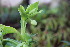  ( - EDNA24-0065360)  @11 [ ] CreativeCommons Attribution NonCommercial ShareAlike (2024) Markus Ruhsam Royal Botanic Garden, Edinburgh