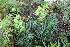  ( - EDNA24-0065360)  @11 [ ] CreativeCommons Attribution NonCommercial ShareAlike (2024) Markus Ruhsam Royal Botanic Garden, Edinburgh