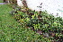  ( - EDNA24-0065360)  @11 [ ] CreativeCommons Attribution NonCommercial ShareAlike (2024) Markus Ruhsam Royal Botanic Garden, Edinburgh