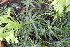  ( - EDNA24-0065360)  @11 [ ] CreativeCommons Attribution NonCommercial ShareAlike (2024) Markus Ruhsam Royal Botanic Garden, Edinburgh