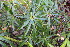  ( - EDNA24-0065360)  @11 [ ] CreativeCommons Attribution NonCommercial ShareAlike (2024) Markus Ruhsam Royal Botanic Garden, Edinburgh