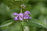 ( - EDNA24-0066519)  @11 [ ] CreativeCommons Attribution NonCommercial ShareAlike (2024) Markus Ruhsam Royal Botanic Garden, Edinburgh
